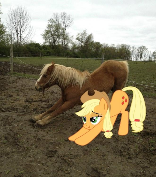 250521__safe_applejack_meme_photo_cute_exploitable+meme_edit_scrunchy+face_ponies+in+real+life_horse.jpg
