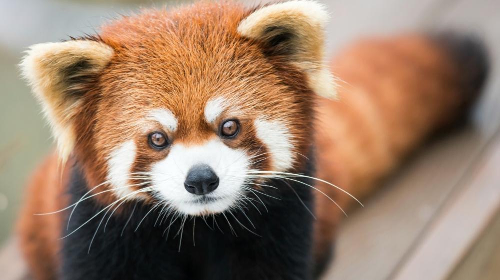 prepare-for-a-cuteness-overload-red-panda-gifs.thumb.jpg.27f58de350b8366a307052399c8266ea.jpg